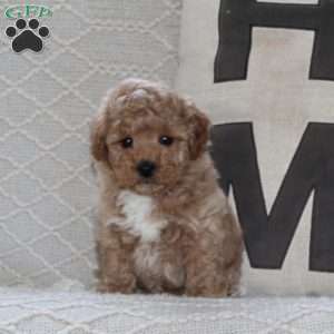 Sprout, Maltipoo Puppy